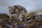 Alpenstrandläufer-Bild oder Foto