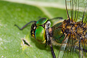 Glänzende Smaragdlibelle-Bild oder Foto