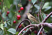 Gartengrasmücke-Bild oder Foto