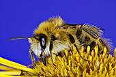 Hosenbiene-Bild oder Foto
