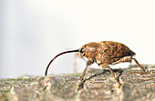 Rüsselkäfer-Bild oder Foto