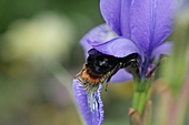 Steinhummel-Schmarotzerhummel-Bild oder Foto