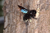 Schwarze Holzbiene-Bild oder Foto