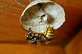 Sächsische Wespe-Bild oder Foto