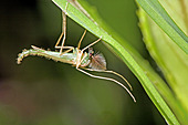 Stechmücke-Bild oder Foto