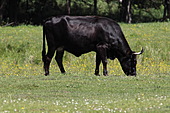 Müritz-Bild oder Foto