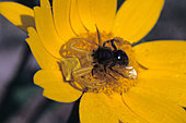 Gehöckerte Krabbenspinne-Bild oder Foto