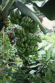 Banane-Bild oder Foto