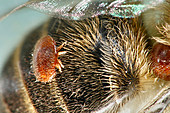 Honigbiene-Bild oder Foto