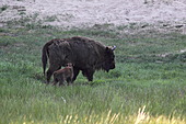 Bison-Bild oder Foto