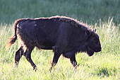 Wisent-Bild oder Foto