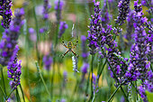 Lavendel-Bild oder Foto
