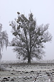 Nebel-Bild oder Foto
