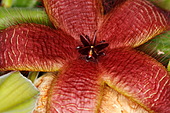 Stapelia grandiflora-Bild oder Foto