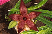 Stapelia grandiflora-Bild oder Foto