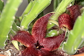Aasblume Stapelia grandiflora-Bild oder Foto