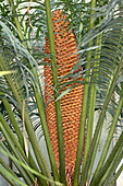 Indischer Palmfarn-Bild oder Foto