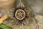 Stapelia variegata-Bild oder Foto