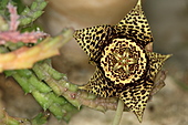 Stapelia variegata-Bild oder Foto