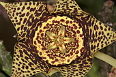 Stapelia variegata-Bild oder Foto