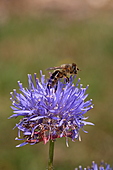 Honigbiene-Bild oder Foto