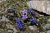Frühlings Enzian-Bild oder Foto