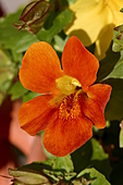Rote Gauklerblume-Bild oder Foto