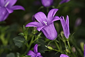 Polsterglockenblume-Bild oder Foto