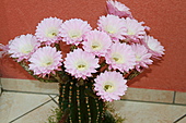 Echinopsis-Bild oder Foto