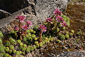 Alpen Hauswurz-Bild oder Foto