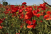 Klatschmohn-Bild oder Foto