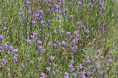 Lavendel-Bild oder Foto