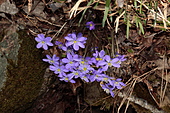 Leberblümchen-Bild oder Foto