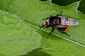 Hummel Waldschwebfliege-Bild oder Foto