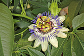 Blaue Passionsblume-Bild oder Foto