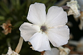 Phlox-Bild oder Foto