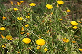Acker Ringelblume-Bild oder Foto