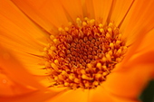 Ringelblume-Bild oder Foto