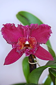 Zuchtorchideen-Bild oder Foto