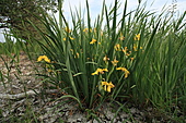 Salzwiesen Schwertlilie-Bild oder Foto