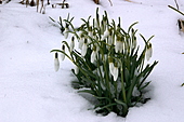 Schneeglöckchen-Bild oder Foto