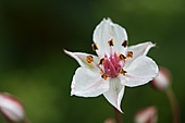 Schwanenblume-Bild oder Foto