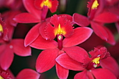 Zuchtorchideen-Bild oder Foto