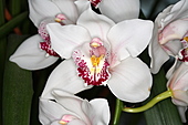 Cymbidium-Bild oder Foto