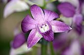 Dendrobium-Bild oder Foto