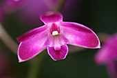 Dendrobium-Bild oder Foto