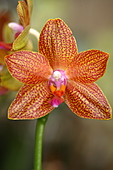 Falterorchidee-Bild oder Foto