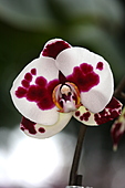 Falterorchidee-Bild oder Foto