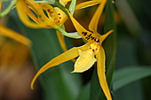 Spinnenorchidee-Bild oder Foto