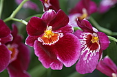 Stiefmütterchen Orchidee-Bild oder Foto